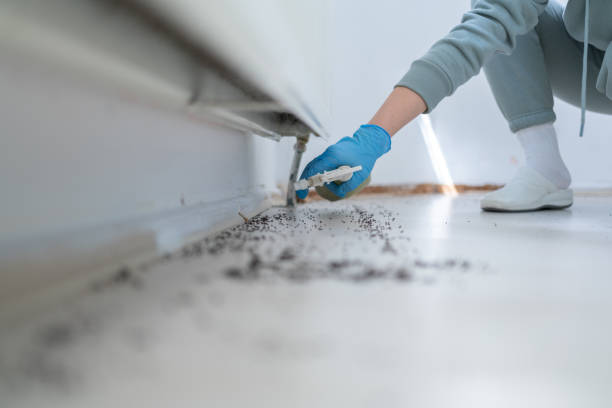 Best Ant Control Services  in Lawrence, MA